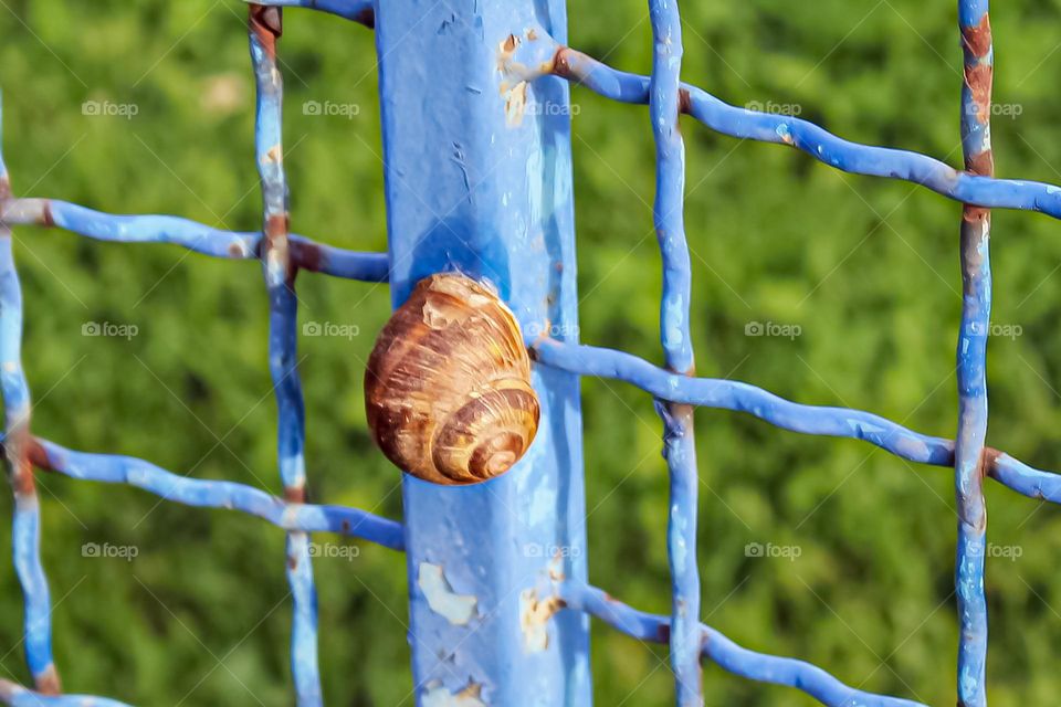 Snail at the blue fence