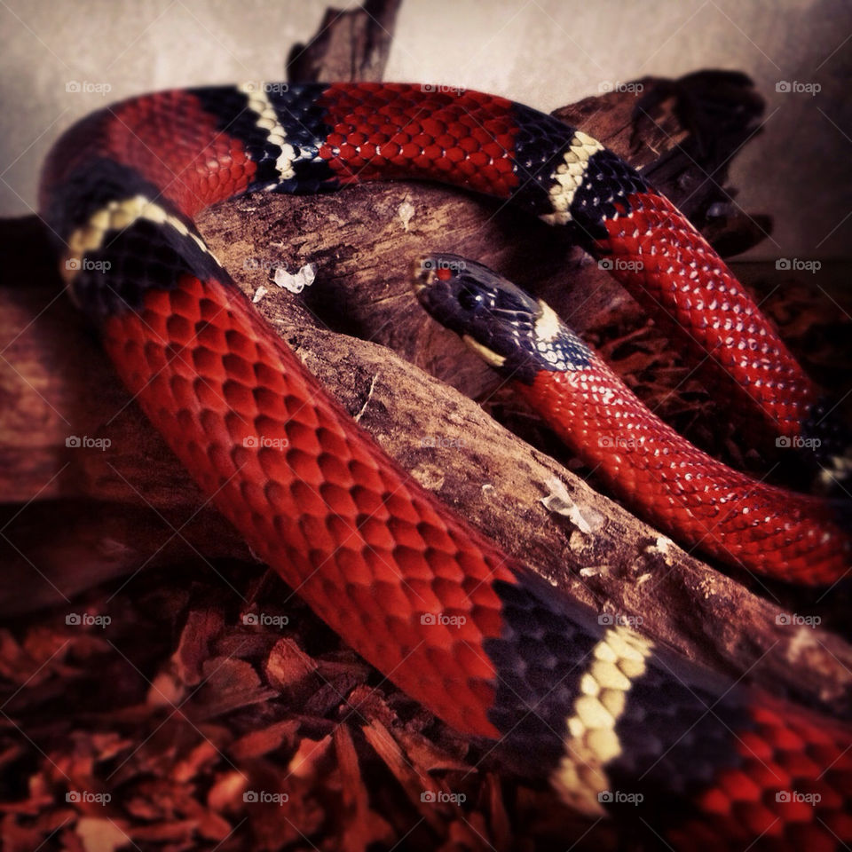 sweden göteborg red white by petern