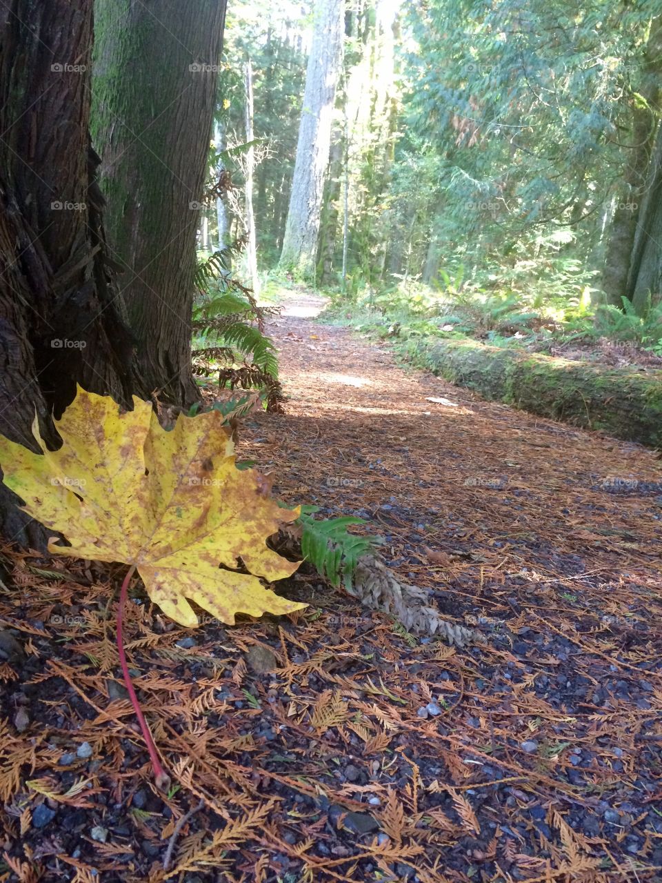 Fall walk on our trail.