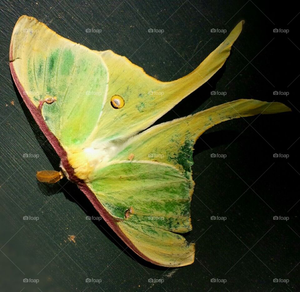 Luna Moth
