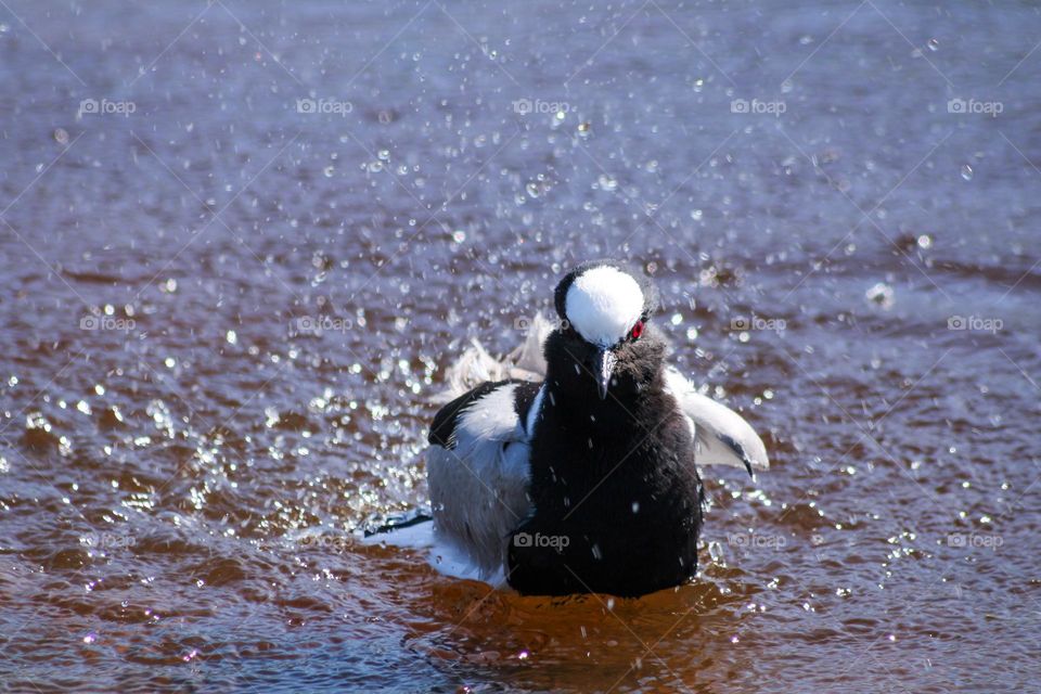 Lapwing taking a bath