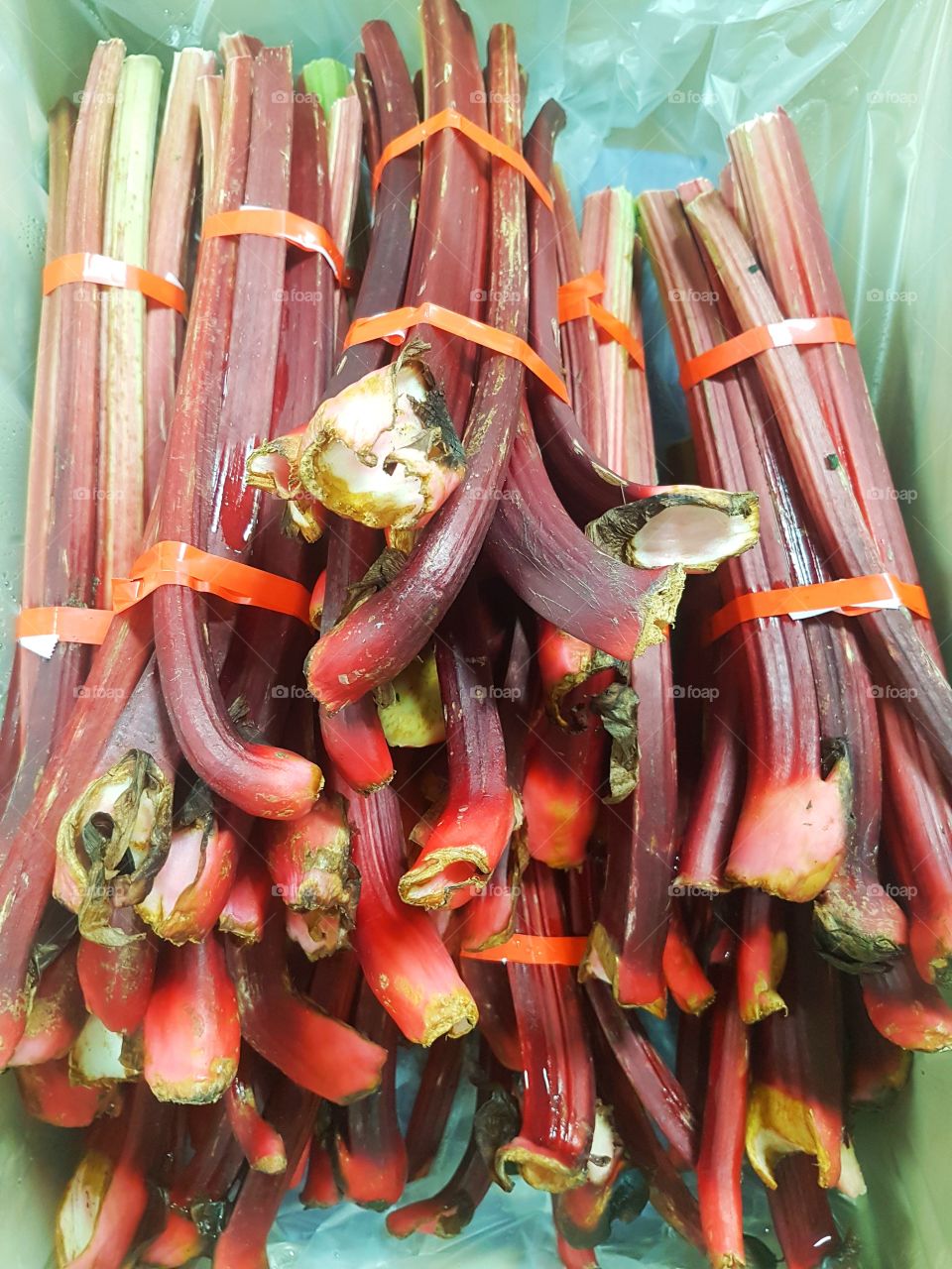 Rhubarb fresh vegetables