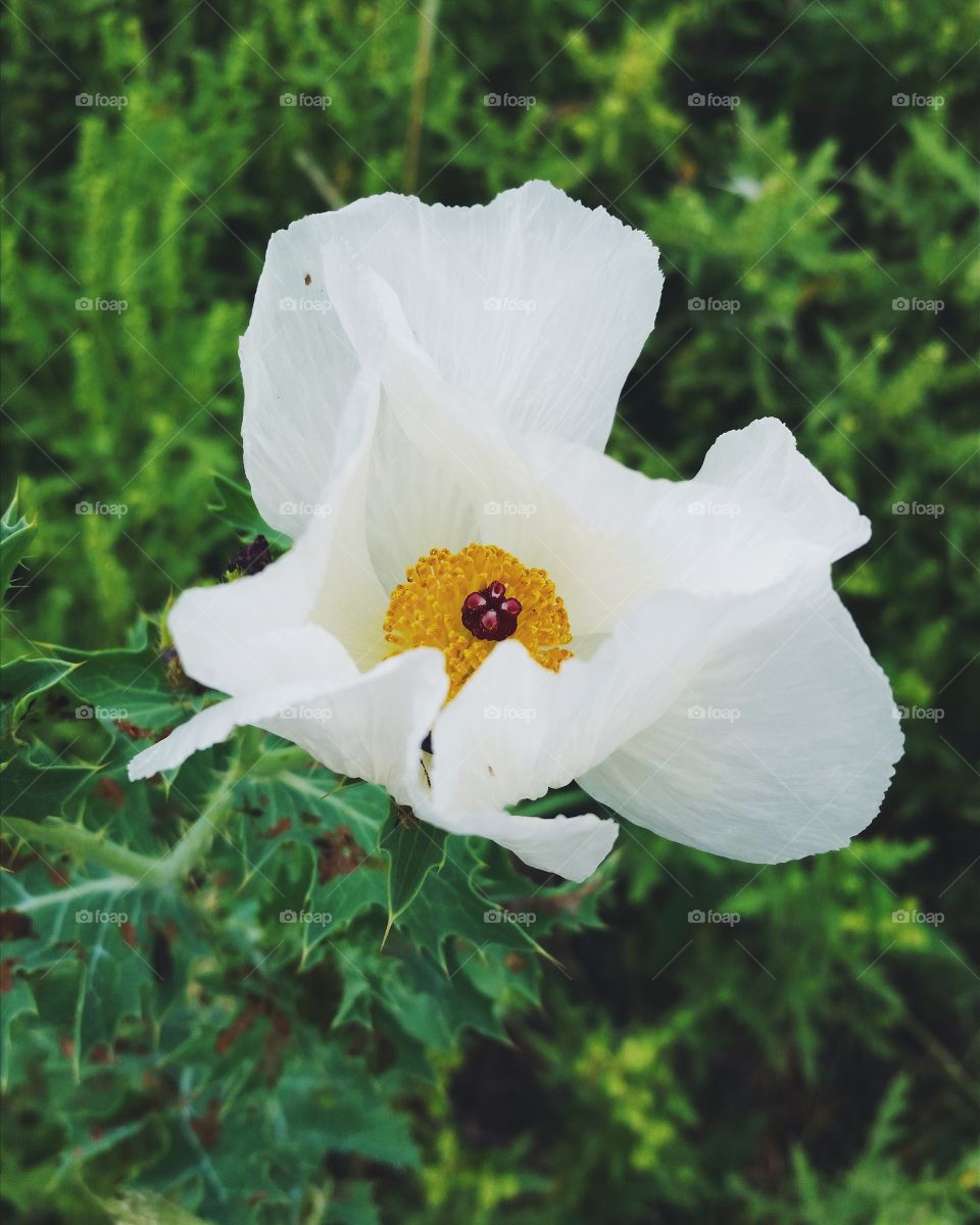 Pretty White Petals