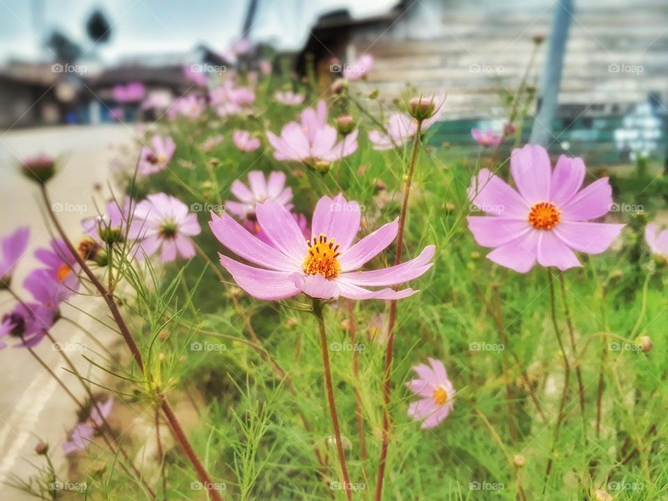 Cosmos flower plants by the roadside