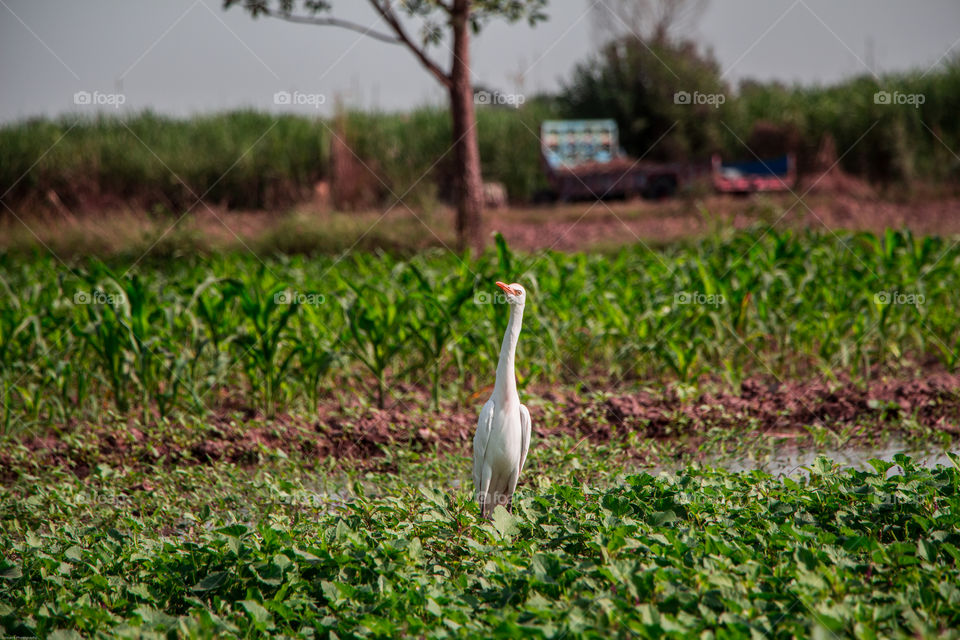 White Bird