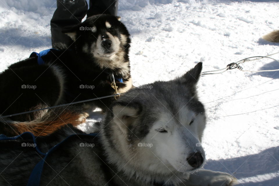sled dogs. breckenridge co