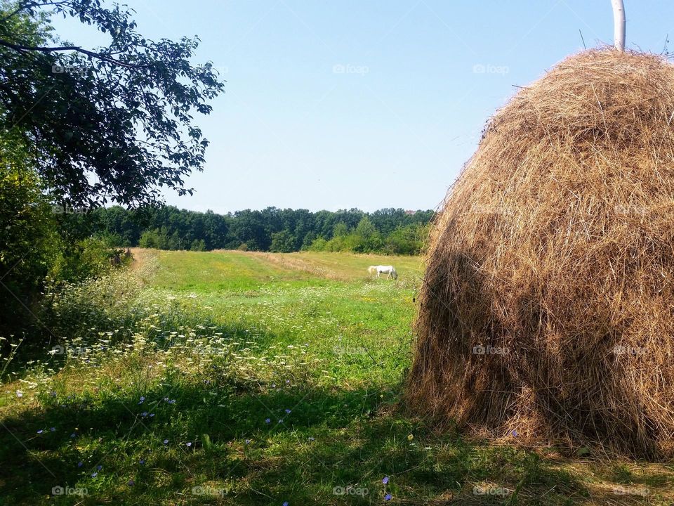 village landscape