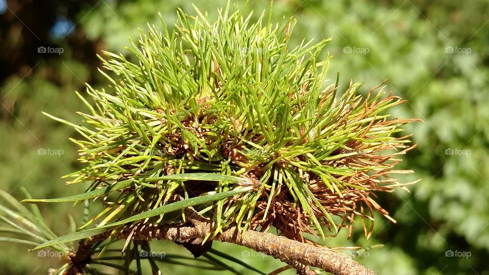 Nature, Leaf, Flora, Outdoors, No Person