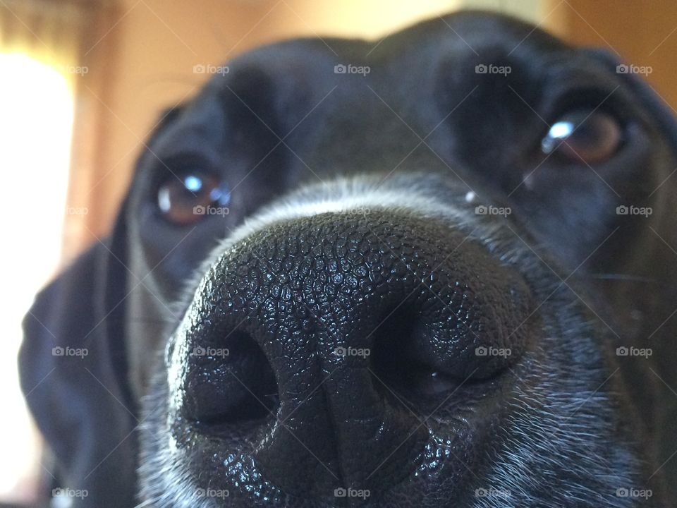 Puppy nose! I love dog snoots. 