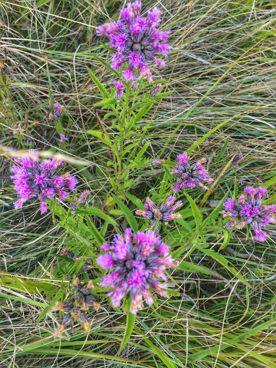 Piccoli fiori tra l'erba 