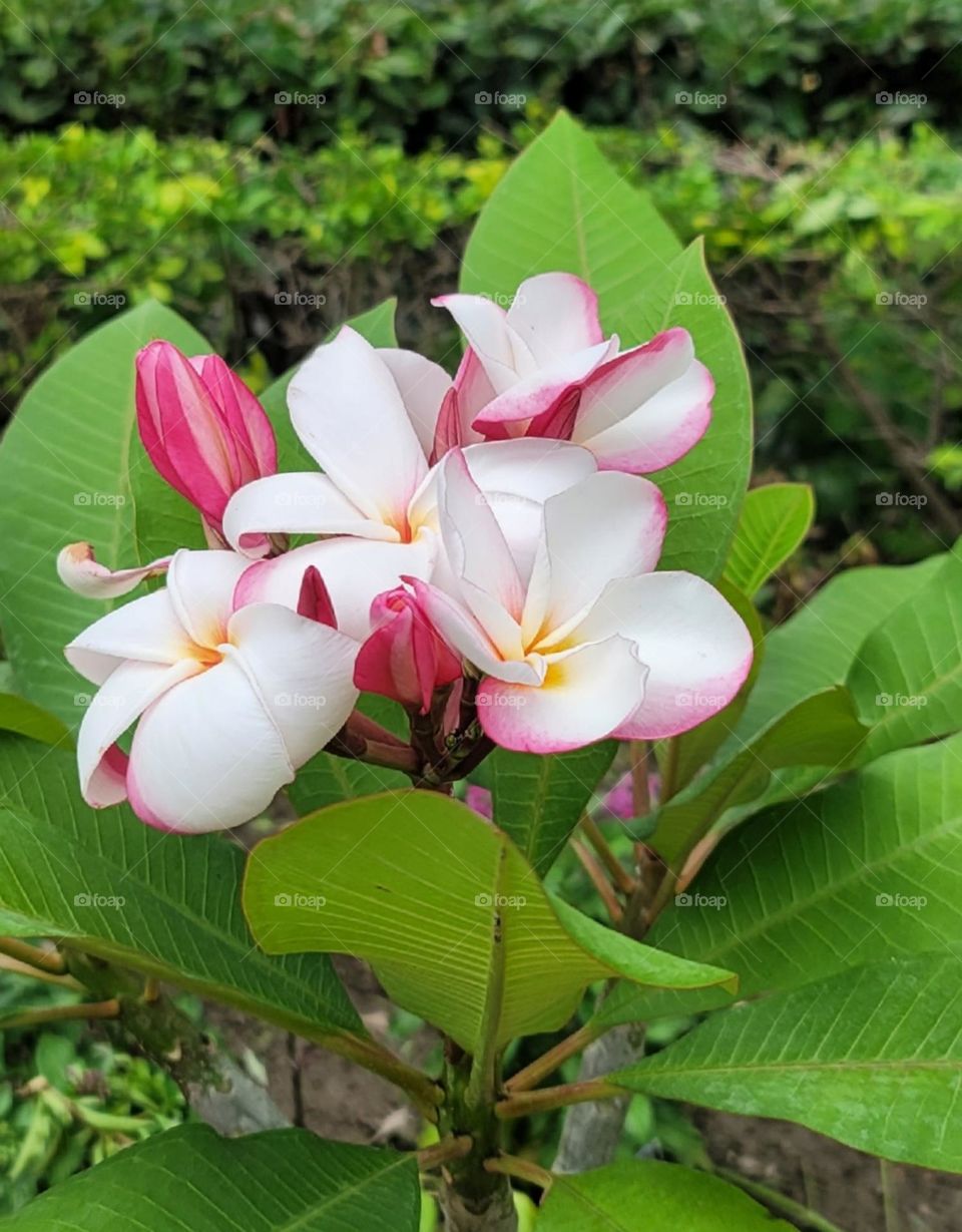 Frangipani flowers blooming