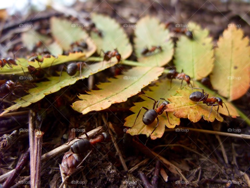 There is an ant hill close to my house.  The weather has been nice so the ants have been very busy and active. I noticed that many ants makes an interesting sound.