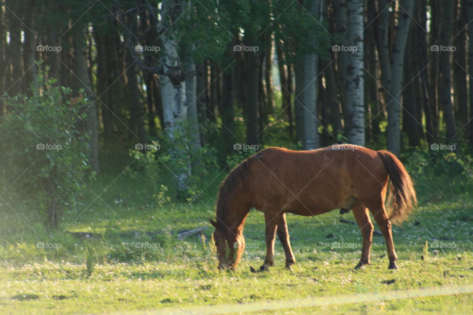 Horse grazing in the forest