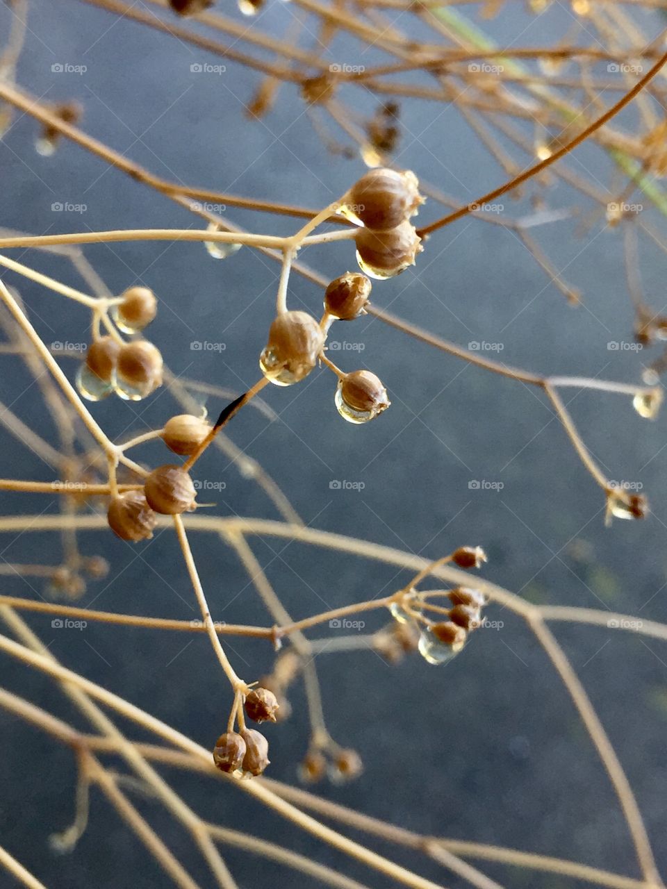 Drops of water on the dry grass 