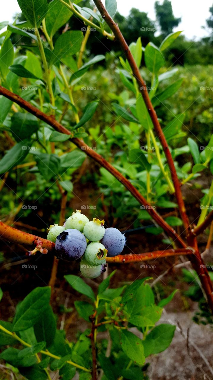 Blueberries on the Bush