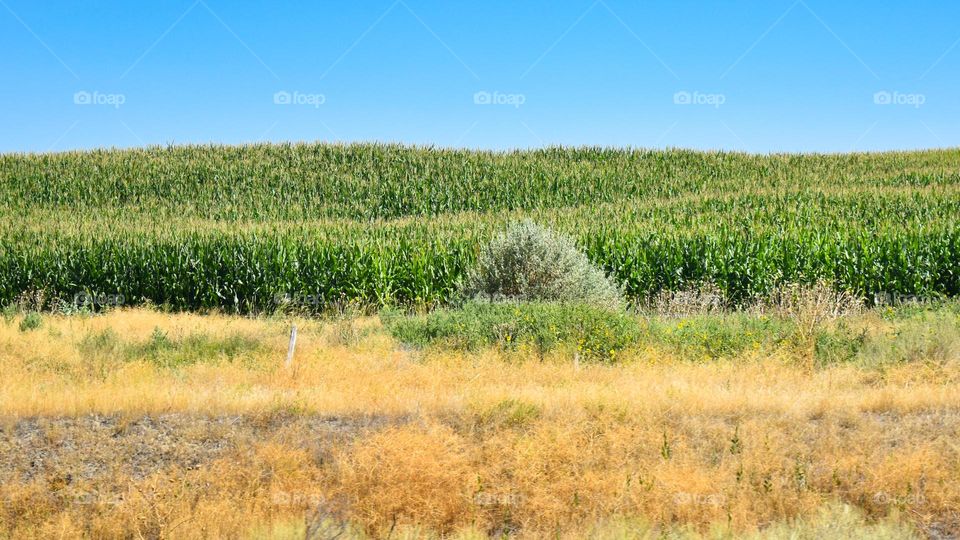 Corn field under a blue sky. Gooding County, Idaho, USA.