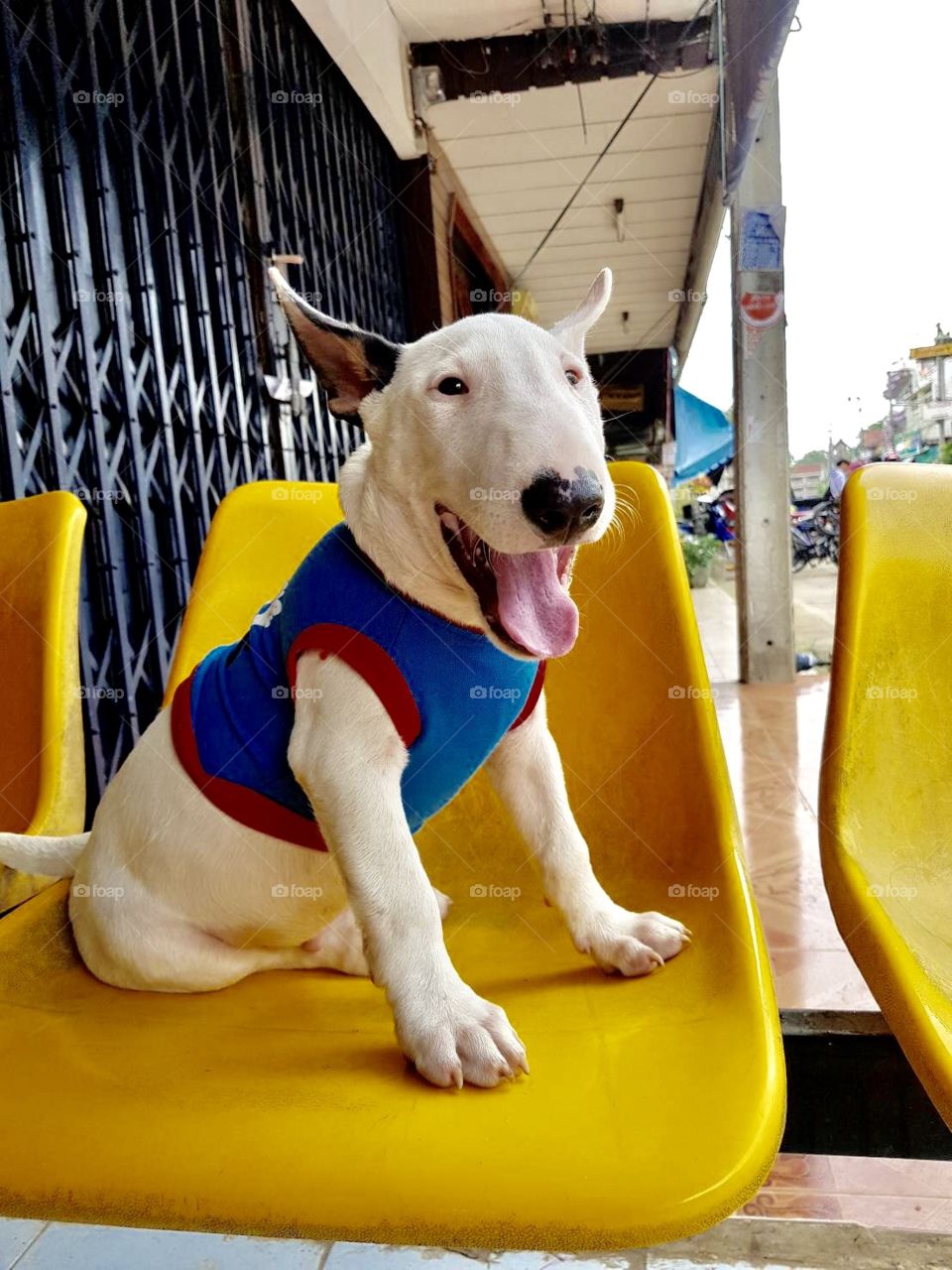 Bull terrier is a funny, energetic dog and this is my bull terrier puppy... 
