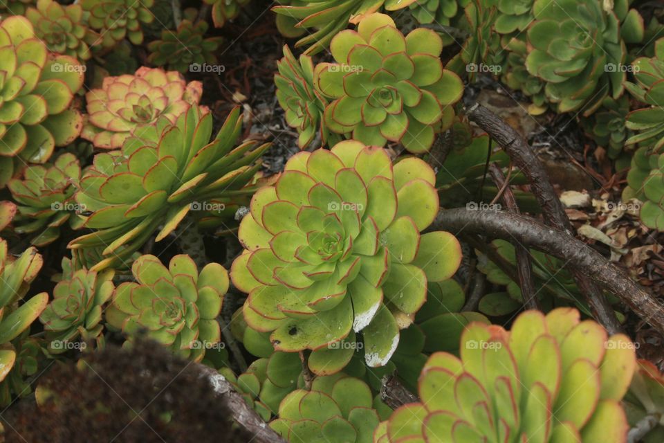 Alcatraz Flower