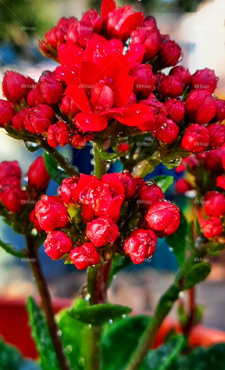 Red flower with water drops,red,flower,plant,floral,botany,garden,gardening,colorful,nature,landscape,summer,spring,blossom,blooming