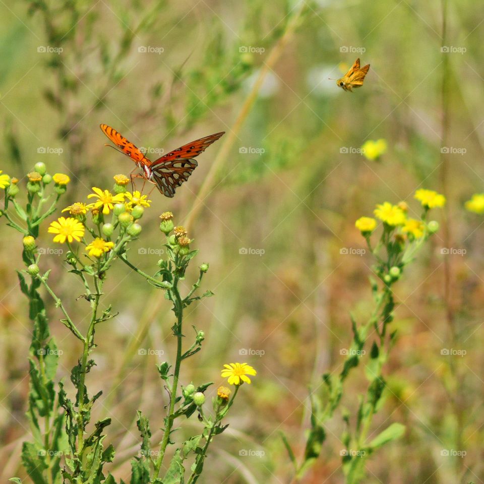 Moth and Butterfly Macro