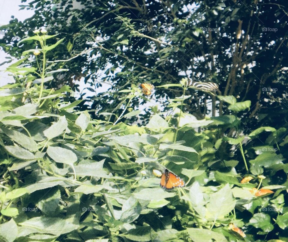 Butterfly garden. Just like a dream!