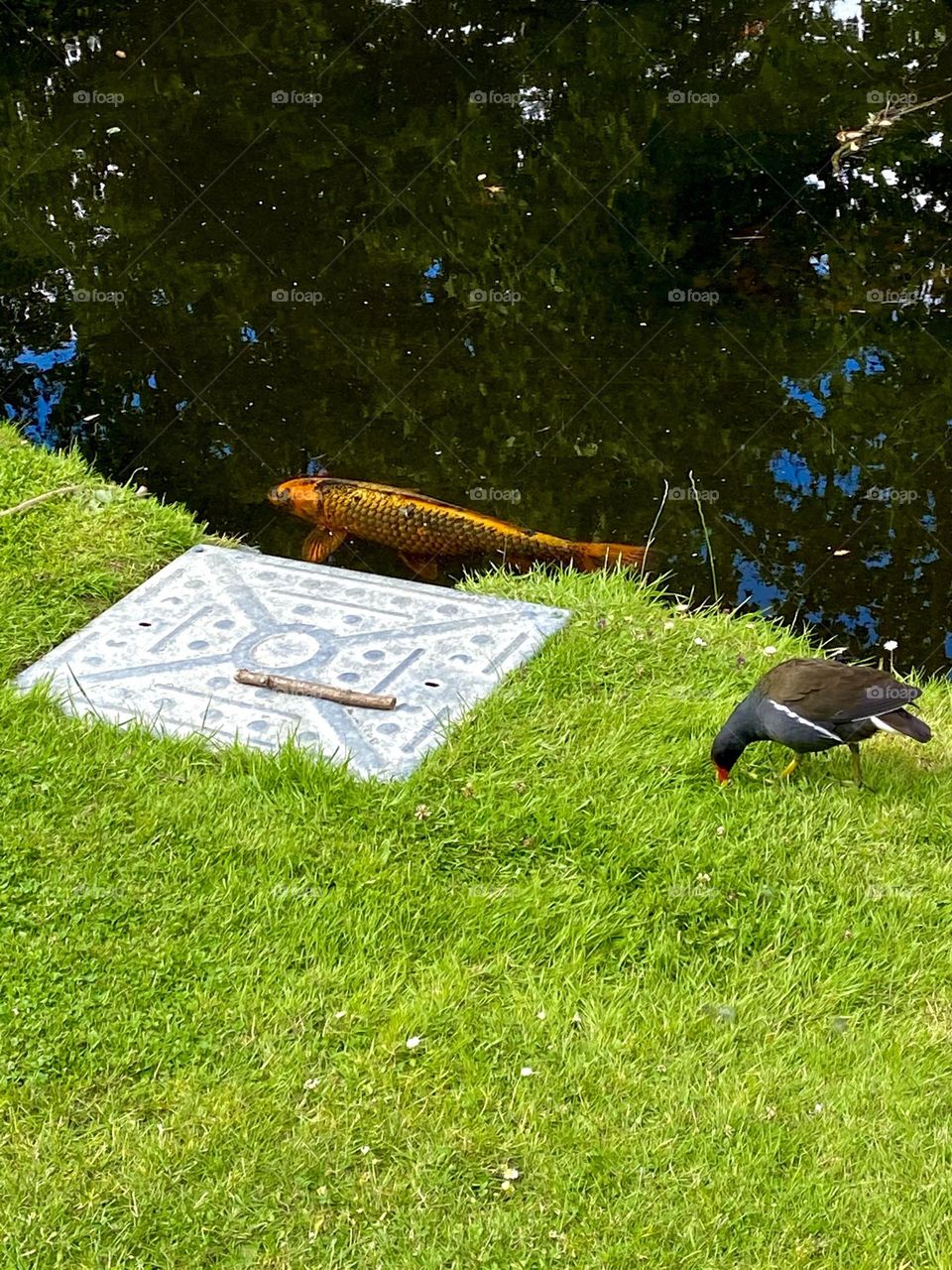 Broathars in two different medium