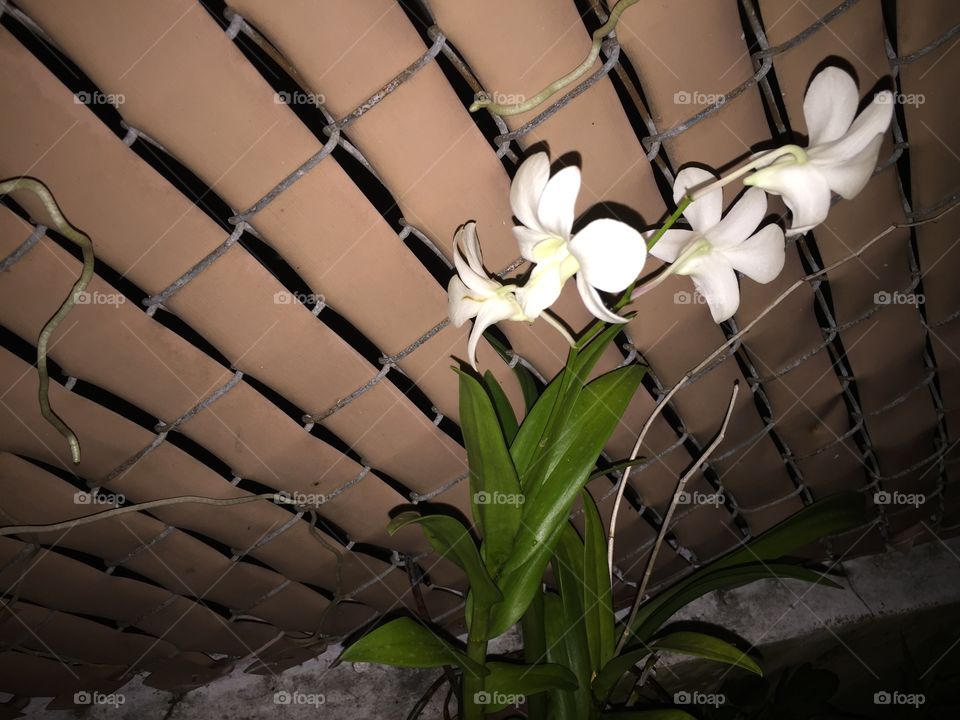 white orchid flowers. white orchid flowers