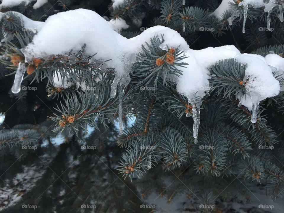 Snow and ice on pine tree. Snow and ice on pine tree
