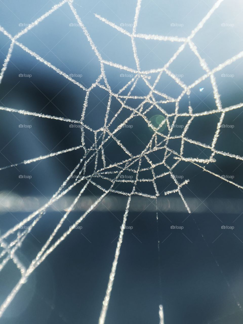 Close-up of spider, web