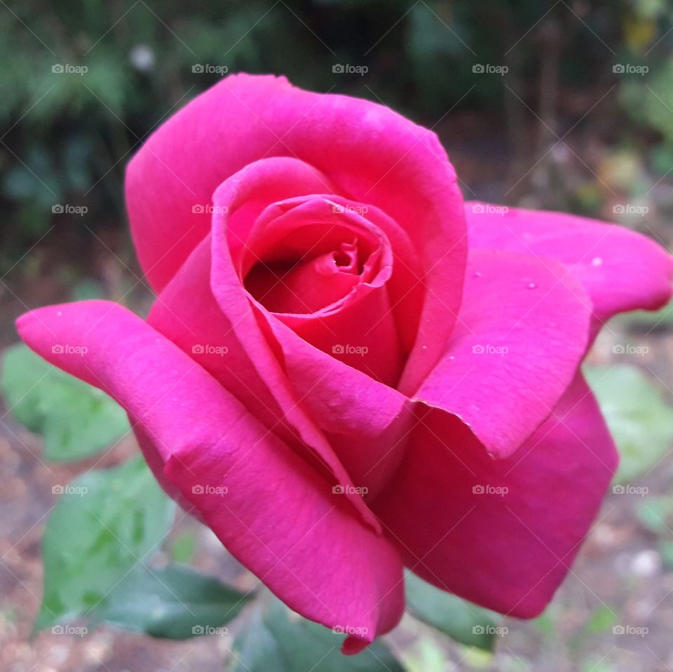 Beautiful rose