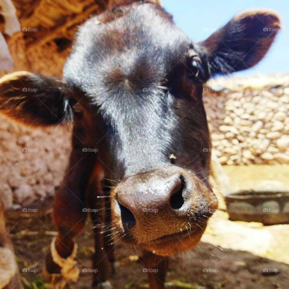 Beautiful calf looking at camera in countryside of Morocco.