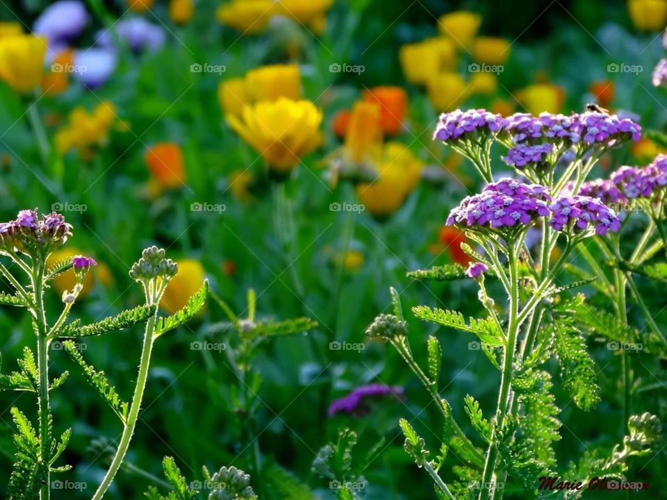 Flowers in different colors