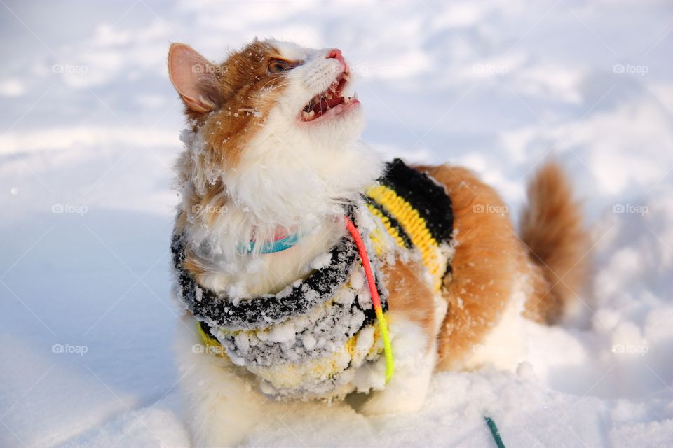 Norwegian forests kitten Meow in snow