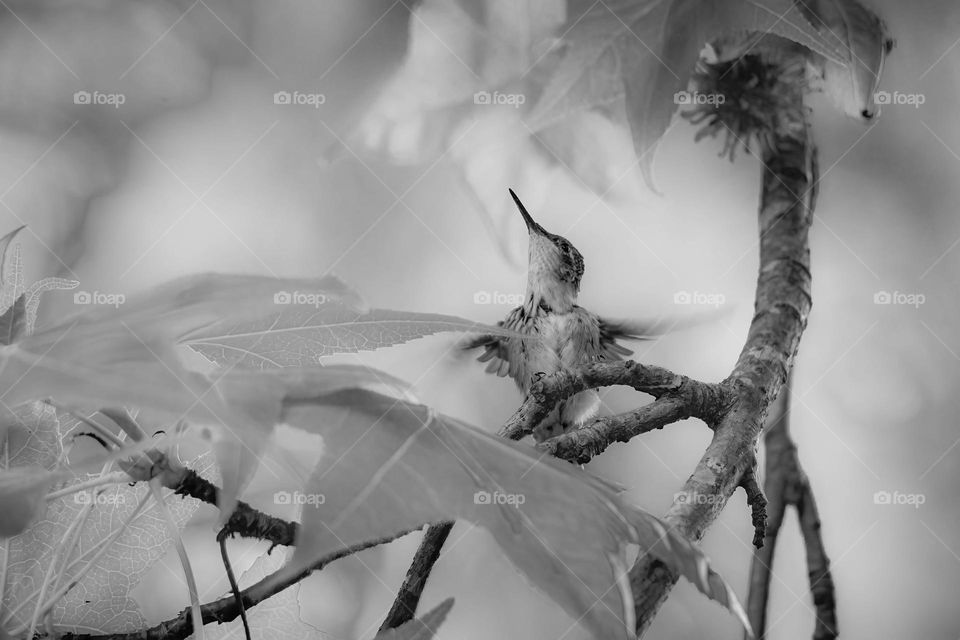 This was taken shortly after this little fella left the nest just a few inches away. Gotta get those wings going!
Ruby-throated Hummingbird (Archilochus colubris), Garner, North Carolina.