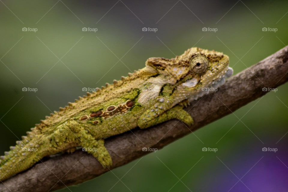 Chameleon close up