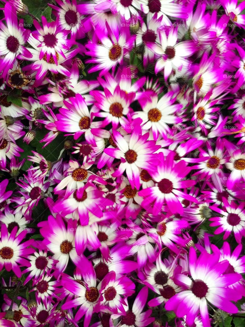 Purple and White Spring Flowers