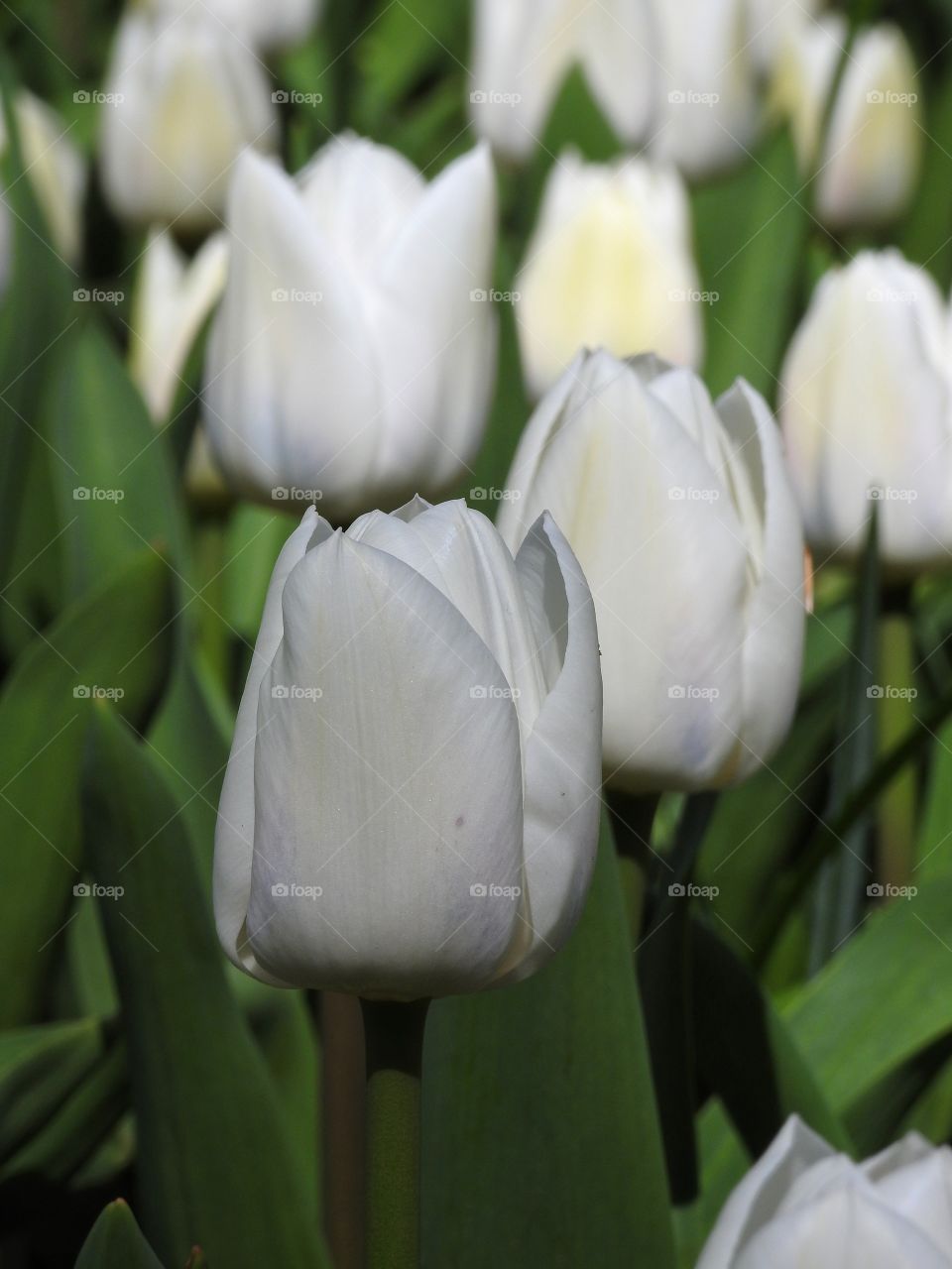 Close-up of white tulip flowers