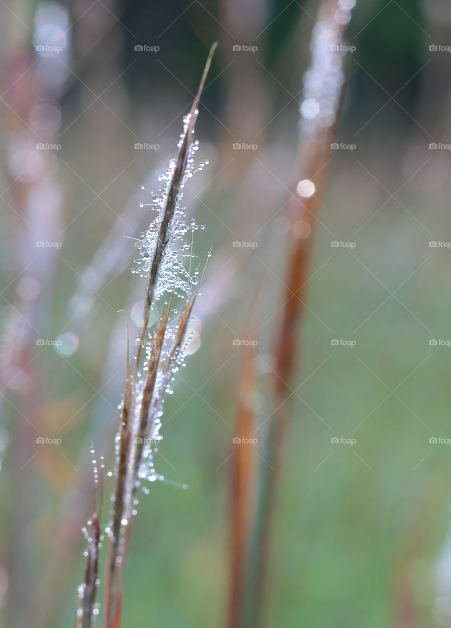 Water droplets on long stemmed grass