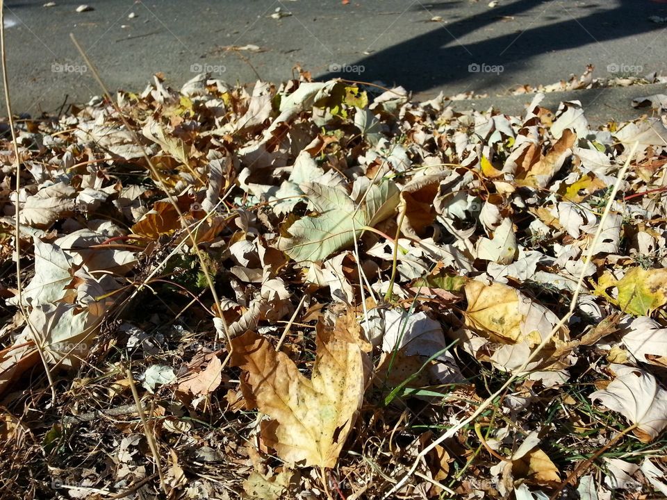 Autumn Leaves. photo of Autumn leaves upclose