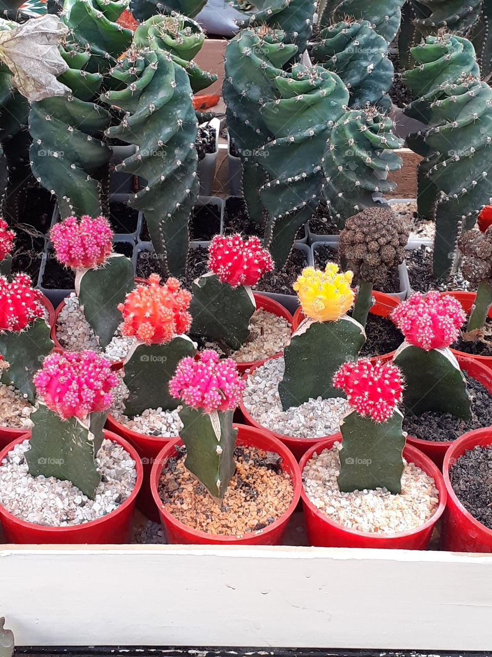 exposición de cactus variados