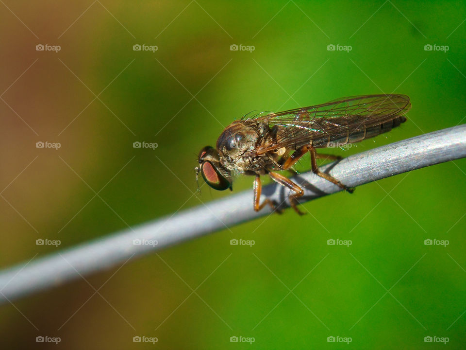 robber fly on a metal wire