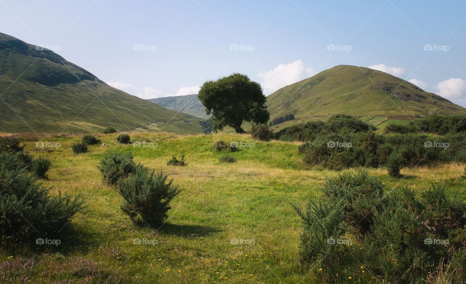 Meadow by the Loch Na fooey in connemara National park, county Galway, Ireland