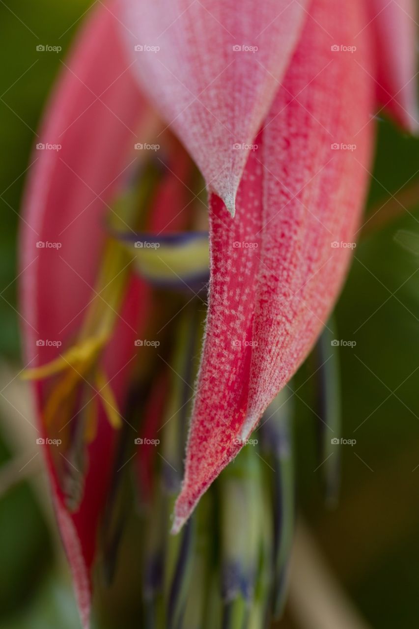 Macro Crab Claw Flower