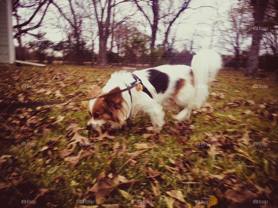 Sniffing Around on a Walk