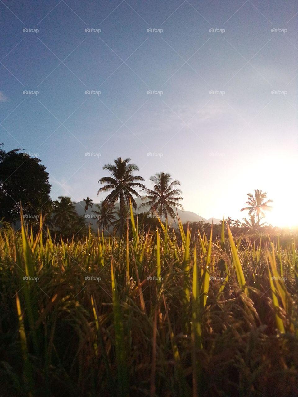 Rice fields in The morning
