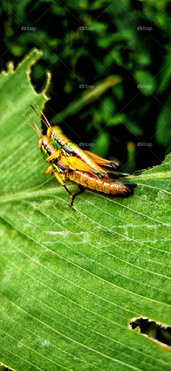 A pair of little grasshoppers are having fun making love on the leaves
