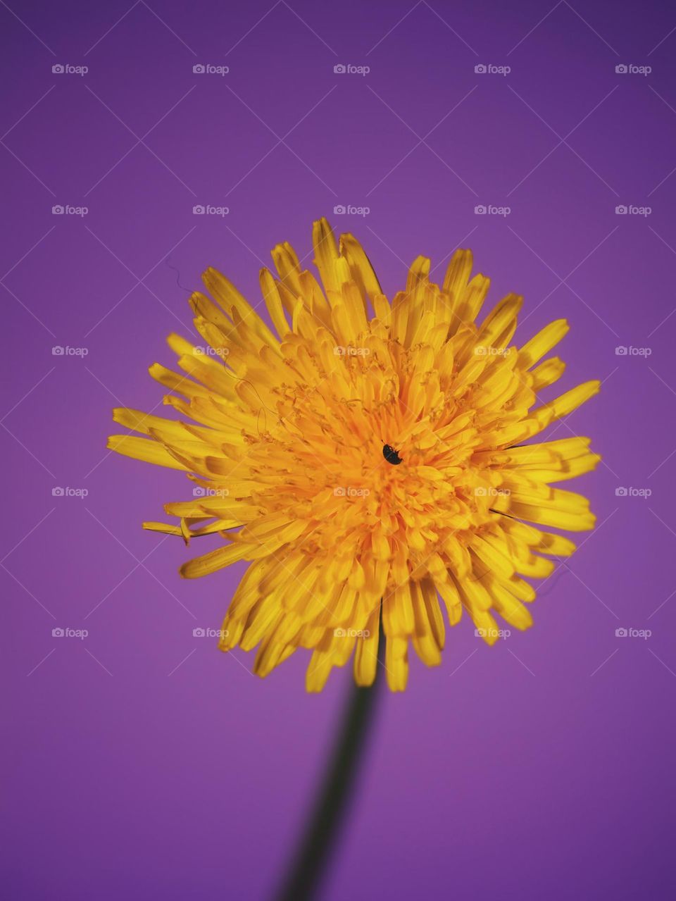 Dandelion flower