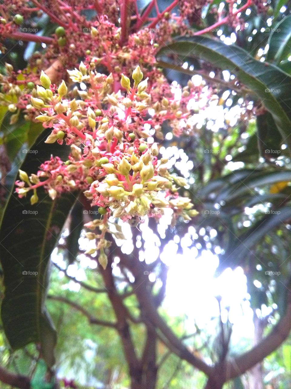 Mango flowers