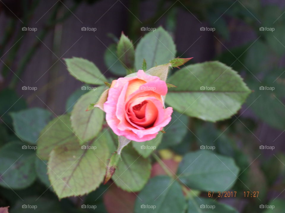 Small pink rose