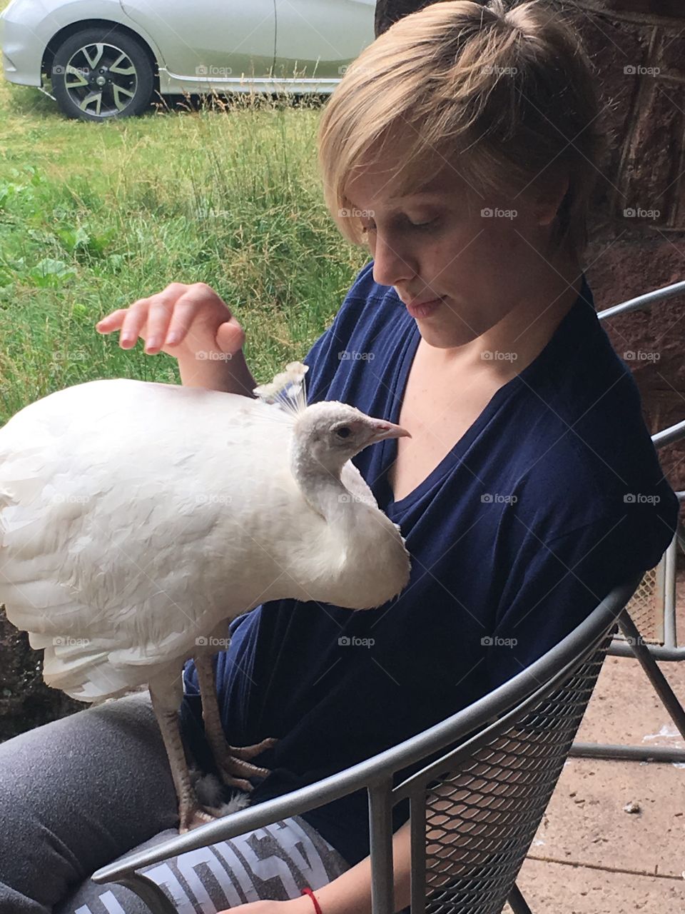 My sweet leucistic peacock hangs out in my lap as I pet and kiss him. He’s naturally white, and is my best friend